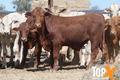 A+ 84 XBRED STEERS
