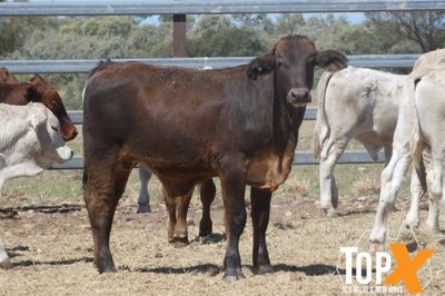 A+ 84 XBRED STEERS