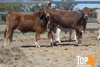 A+ 84 XBRED STEERS