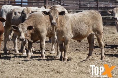 A+ 84 XBRED STEERS