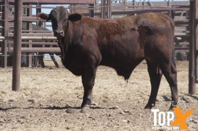 A+ 84 XBRED STEERS