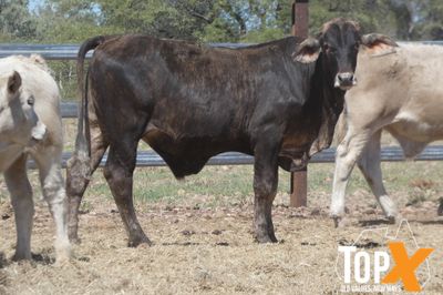 A+ 84 XBRED STEERS