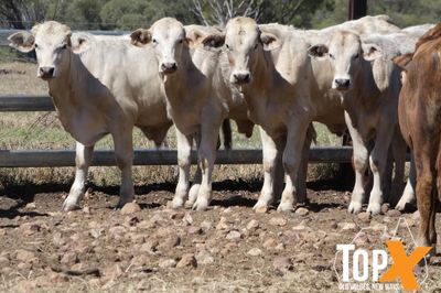 A+ 84 XBRED STEERS