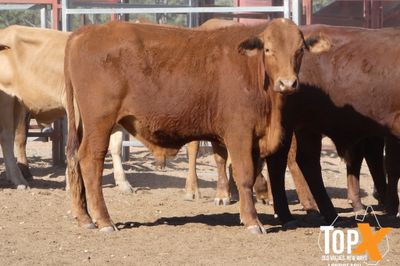 A+ 302 CROSSBRED STEERS & HEIFERS