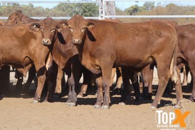A+ 302 CROSSBRED STEERS & HEIFERS
