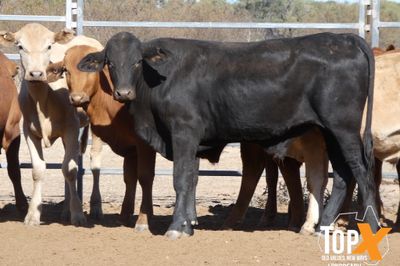 A+ 302 CROSSBRED STEERS & HEIFERS