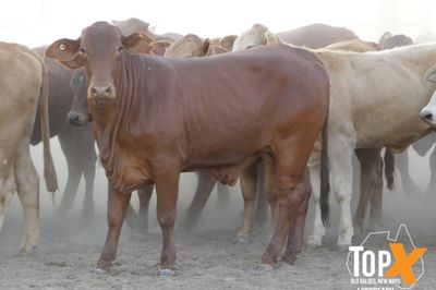 A+ 302 CROSSBRED STEERS & HEIFERS