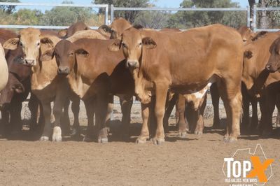 A+ 302 CROSSBRED STEERS & HEIFERS