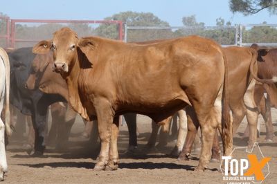 A+ 302 CROSSBRED STEERS & HEIFERS