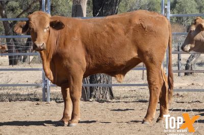 A+ 302 CROSSBRED STEERS & HEIFERS