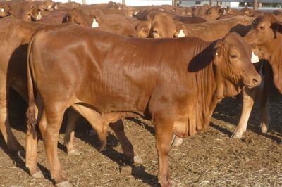 240 No.5 VGQ HGP FREE Droughtmaster Steers