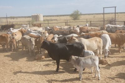 120x35 Composite Cows and Calves