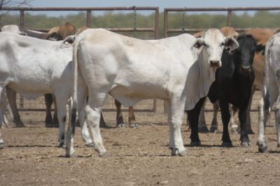 151 PTE No4. Composite Heifers