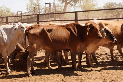 284x95 mixed aged Cows & Calves balance PTIC