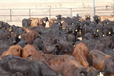 168 No.5 GQ Crossbred Mixed Sex Weaners