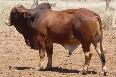 97 VGQ Red Brahman Herd Bulls