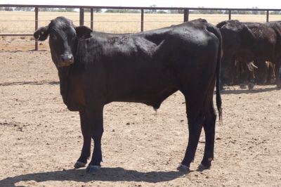 96 VGQ No.4 Brangus Steers