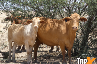 6 Decks of Cows and Calves