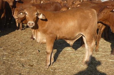240 No.5 VGQ HGP FREE Droughtmaster Steers