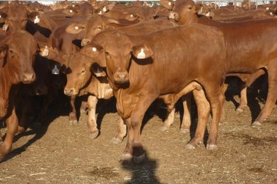240 No.5 VGQ HGP FREE Droughtmaster Steers