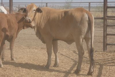 120x35 Composite Cows and Calves