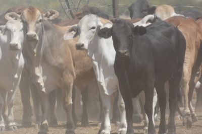 151 PTE No4. Composite Heifers