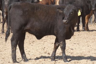 168 No.5 GQ Crossbred Mixed Sex Weaners