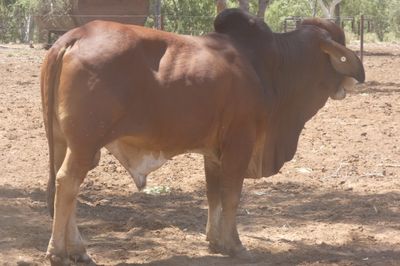 97 VGQ Red Brahman Herd Bulls