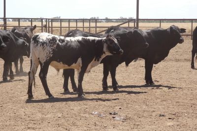 96 VGQ No.4 Brangus Steers