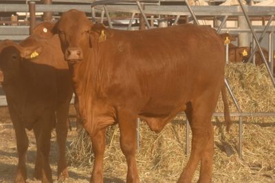 252 VGQ No.5 Droughtmaster Heifers