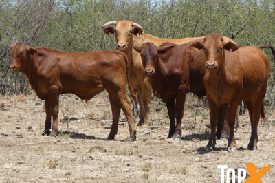 6 Decks of Cows and Calves