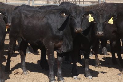 168 No.5 GQ Crossbred Mixed Sex Weaners