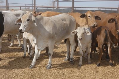 120x35 Composite Cows and Calves