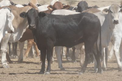 151 PTE No4. Composite Heifers