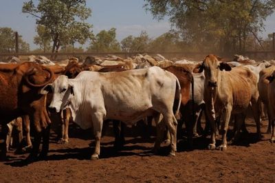 284x95 mixed aged Cows & Calves balance PTIC