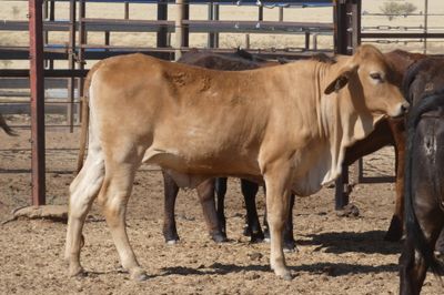 168 No.5 GQ Crossbred Mixed Sex Weaners