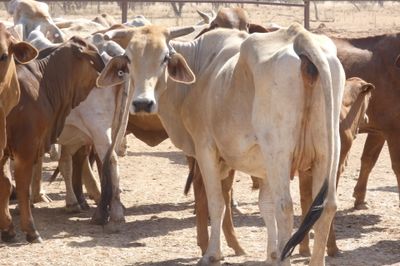 Approx. 220 Brahman Store Cows