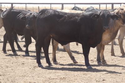 96 VGQ No.4 Brangus Steers