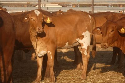 252 VGQ No.5 Droughtmaster Heifers