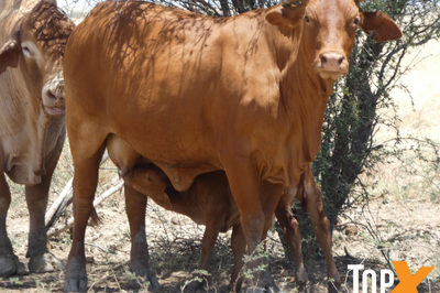 6 Decks of Cows and Calves