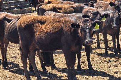 FULL BLOOD WAGYU HEIFERS