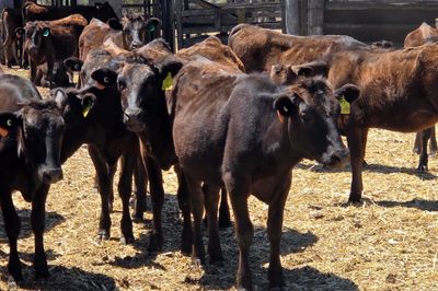 FULL BLOOD WAGYU HEIFERS
