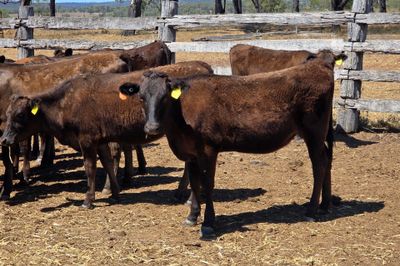 FULL BLOOD WAGYU HEIFERS