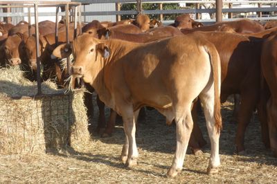 240 No.5 VGQ HGP FREE Droughtmaster Steers