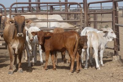 120x35 Composite Cows and Calves