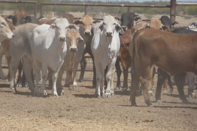 151 PTE No4. Composite Heifers