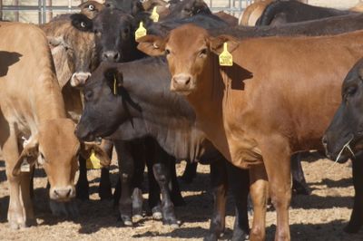 168 No.5 GQ Crossbred Mixed Sex Weaners