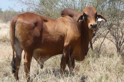 97 VGQ Red Brahman Herd Bulls