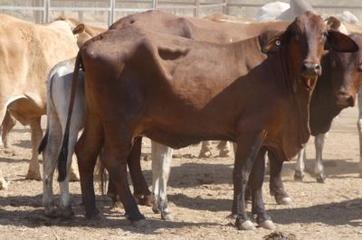 Approx. 220 Brahman Store Cows