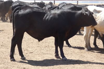 96 VGQ No.4 Brangus Steers